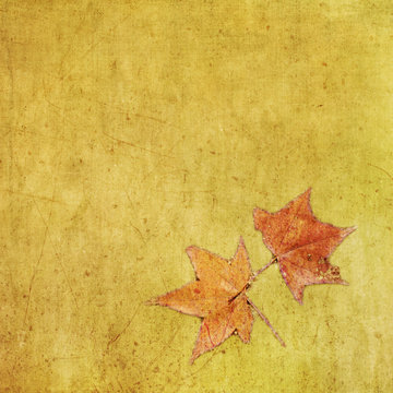Autumn colorful maple leaf on grungy background