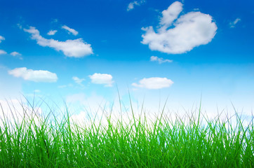 Fototapeta na wymiar green grass blue sky