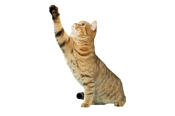 chat british shorthair donnant un coup de patte