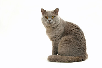 british shorthair faisant le gros dos © CALLALLOO CANDCY