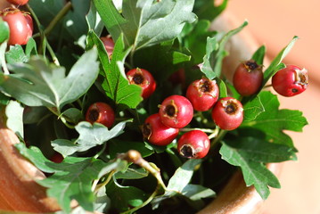 Weißdorne (Crataegus) Beeren Heilpflanze