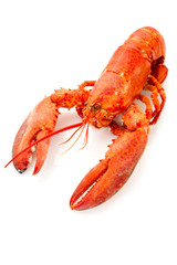 boiled lobster-aragosta bollita