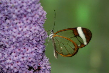 mariposa exotica