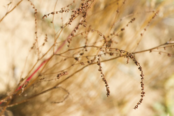 Abstract withered plant