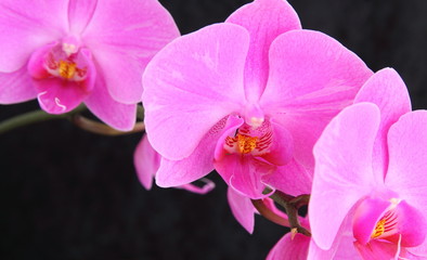 Obraz premium orchid phalaenopsis