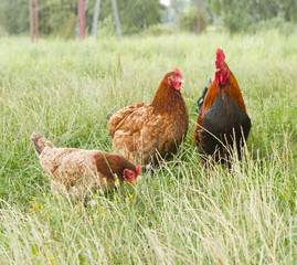Rooster and two hen