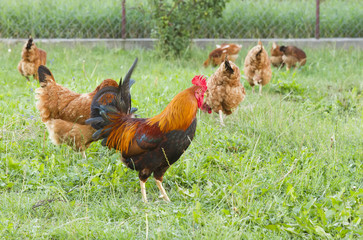 Rooster with flock