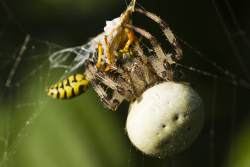 Wasp killed by spider