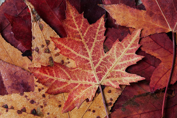 farbige Herbstblaetter