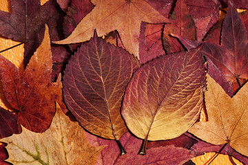 farbige Herbstblaetter