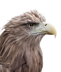 eagle portrait isolated on white