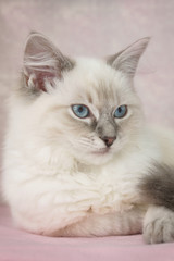 ragdoll kitten