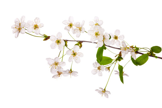 simple light cherry floral branch