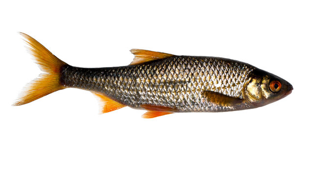 roach fish on white