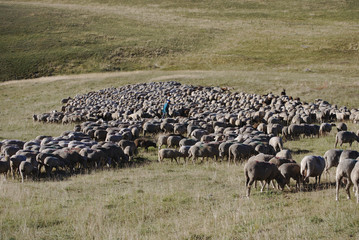 Troupeau de mouton et son berger