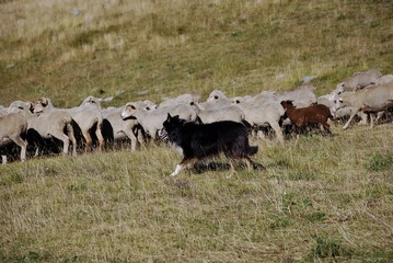 Chien de berger au travail