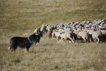 Chiens de berger attentifs