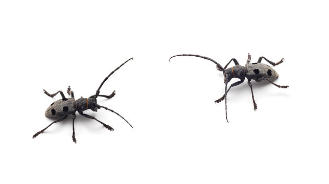 beetle confrontation