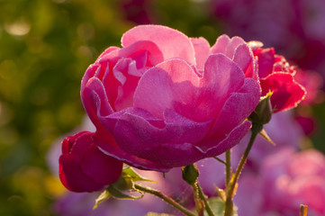 Rose du jardin couverte de rosée