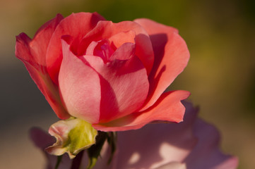 Fototapeta na wymiar Rose du jardin