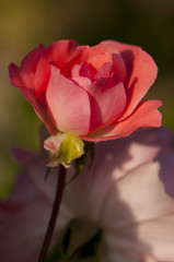 Rose du jardin