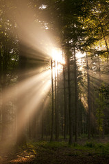Rayons de soleil dans la brume matinale en for&ecirc;t