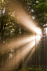 Rayons de soleil dans la brume matinale en forêt