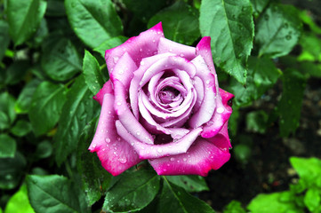 Rose rosa Blüte