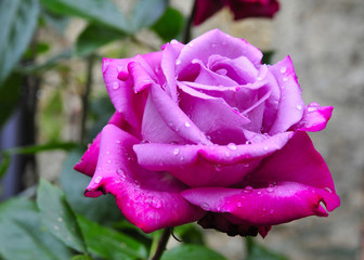 Rose rosa Blüte