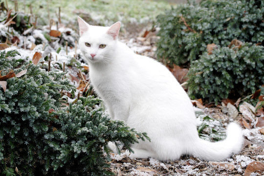 chat neige