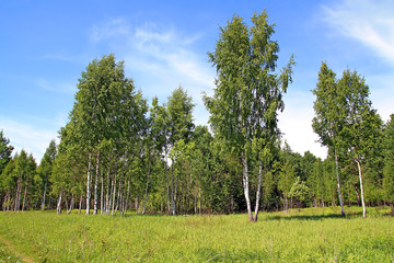 Fototapeta premium birch copse on summer field
