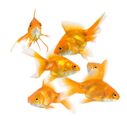 large group of goldfish