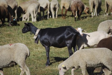 Chèvre noire