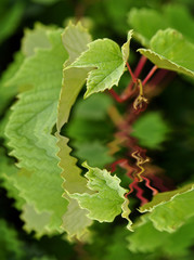 Reflets feuille de vigne
