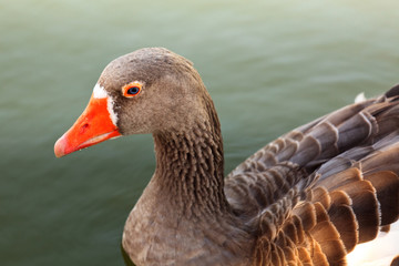 Duck swimming.