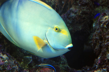 Reef's fish
