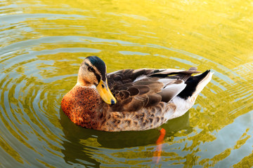 Wild duck in water.
