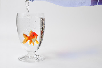 Limit: Fisch im Wasserglas