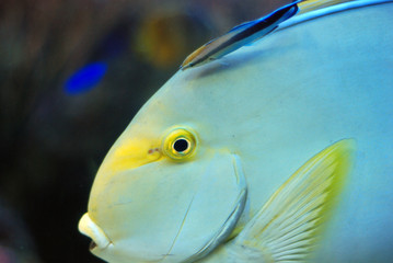 Reef's fish