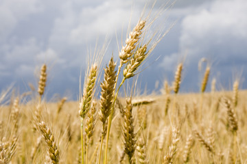 Fototapeta premium Wheat in sky background