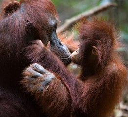 Kissing mum.