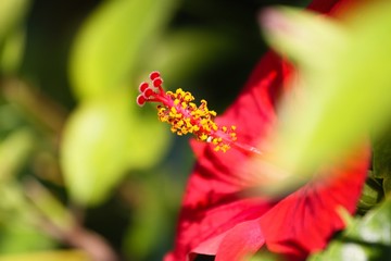 Hibiskus im Detail © glogge
