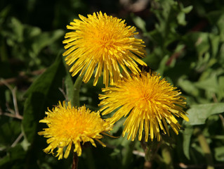 Dandelion flowers