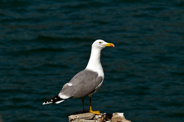 Seagull watching.