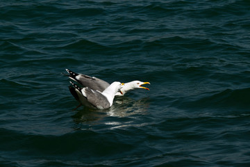 Seagull attacks your opponent.