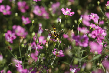 Schwebfliege auf Gypsophila