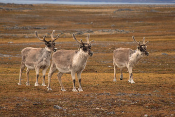 Three reindeers standing in tundra landscape, Spitsbergen