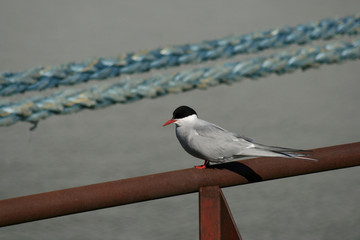 Arctic tern (Sterna paradisaea) and blue ropes, Spitsbergen