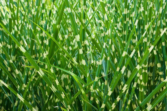 Background from Miscanthus Zebrinus