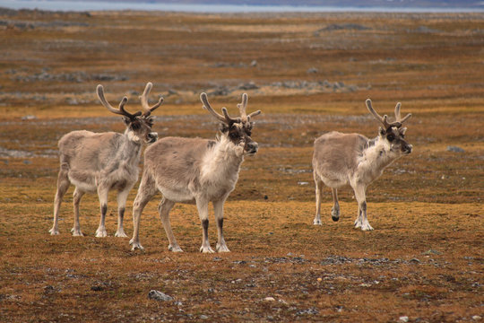 Three reindeers standing in tundra landscape, Spitsbergen